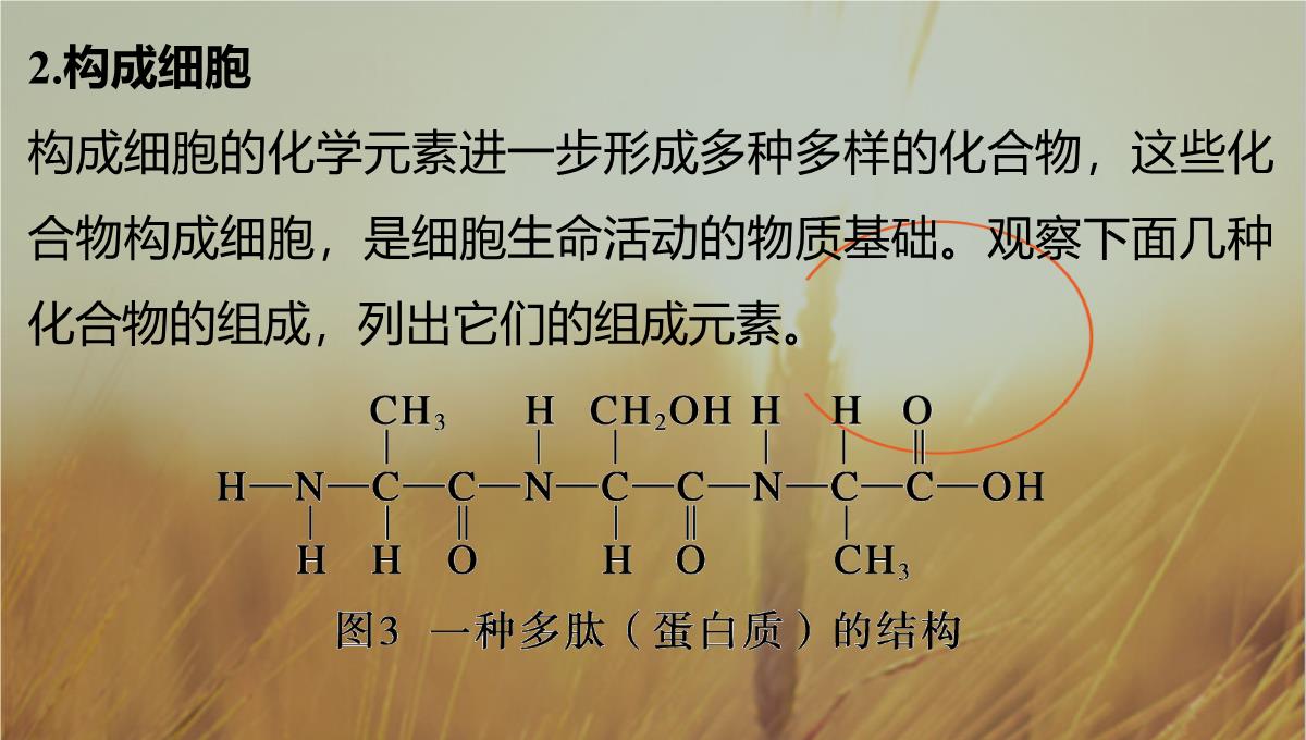 最新-2021生物北师大版必修1课件：第2章-第3课时-组成细胞的元素-精品PPT模板_06