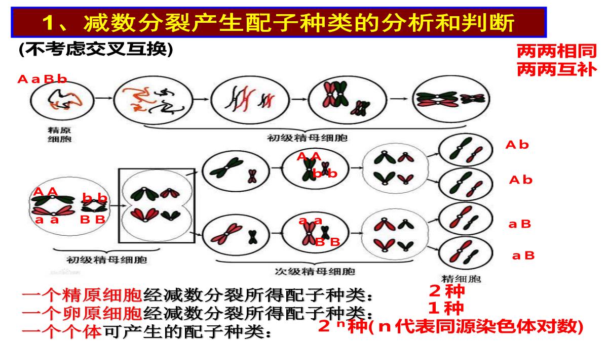 高三一轮复习生物课件：第11讲减数分裂和受精作用PPT模板_37