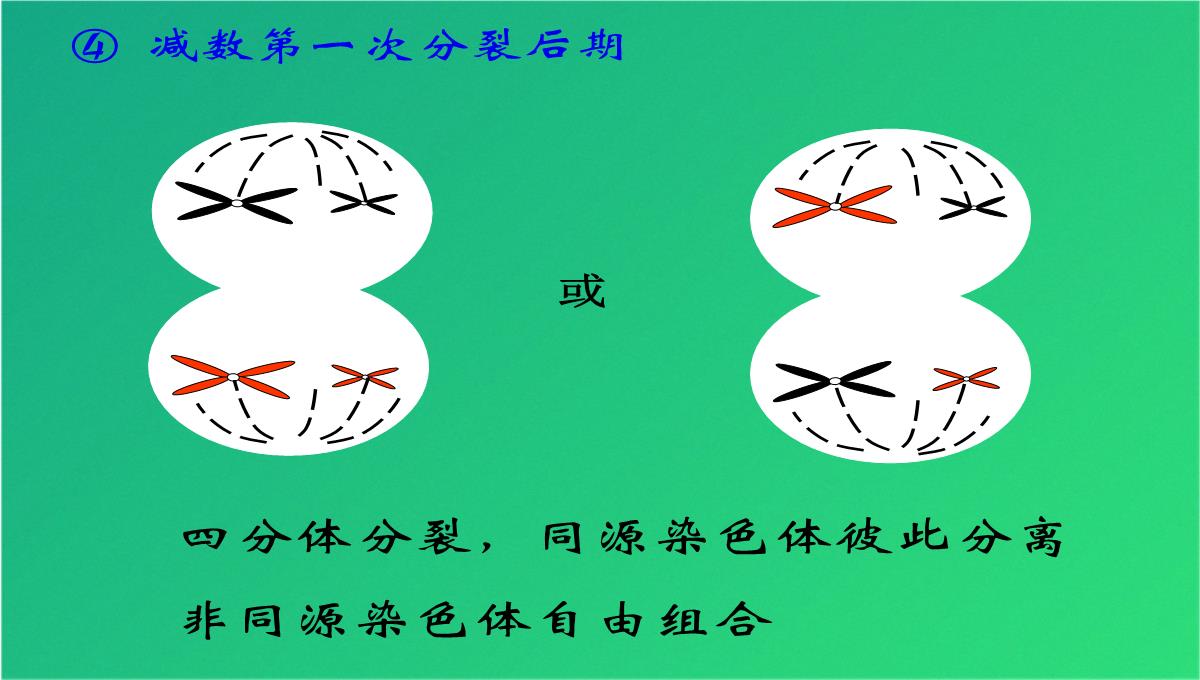 高减数分裂和受精作用(共69张PPT)PPT模板_29