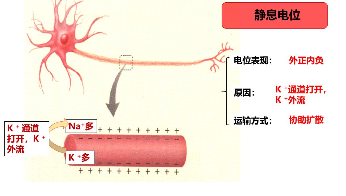 神经冲动的产生和传导课件2021-2022学年高二上学期生物人教版选择性必修一PPT模板_09