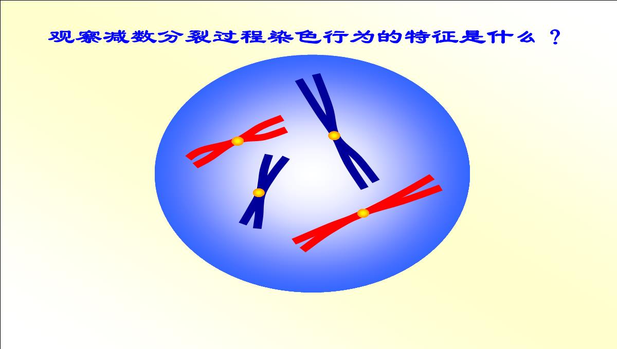 减数分裂和受精作用PPT模板_15