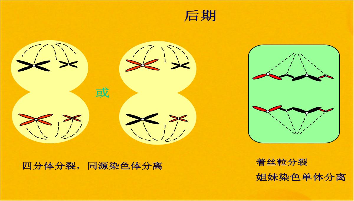 减数分裂和受精作用优质课件(共56张PPT)PPT模板_43