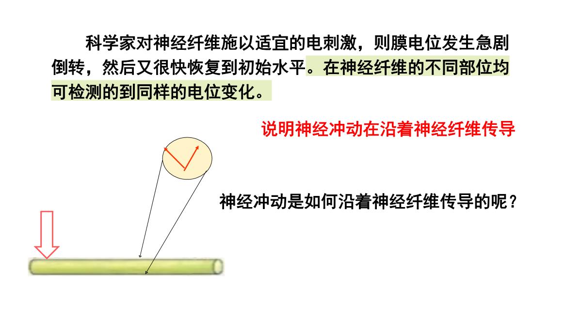 神经冲动的产生和传导课件2021-2022学年高二上学期生物人教版选择性必修一PPT模板_15