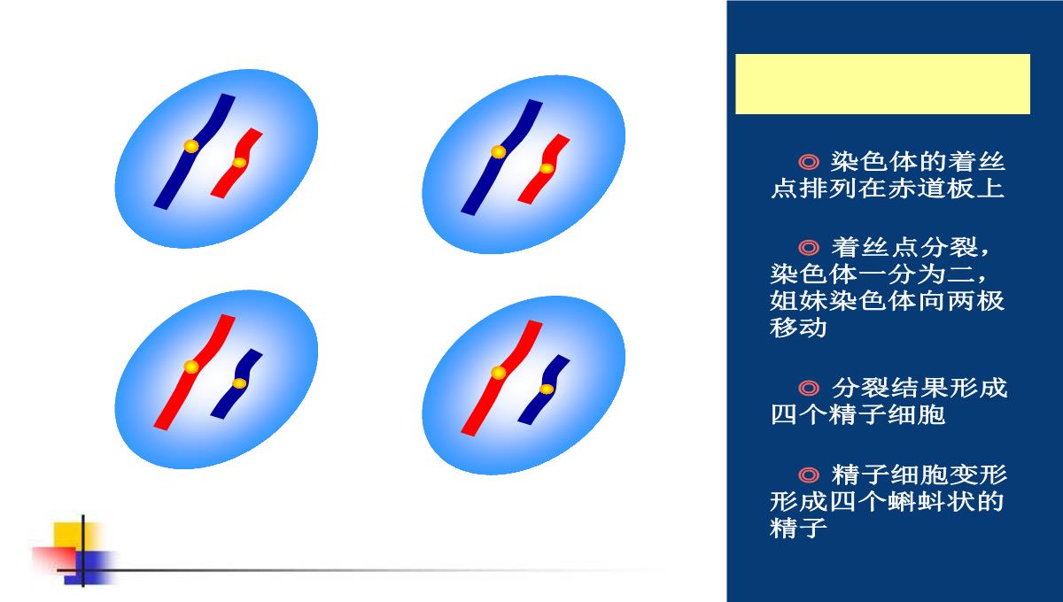 减数分裂和受精作用PPT模板_140