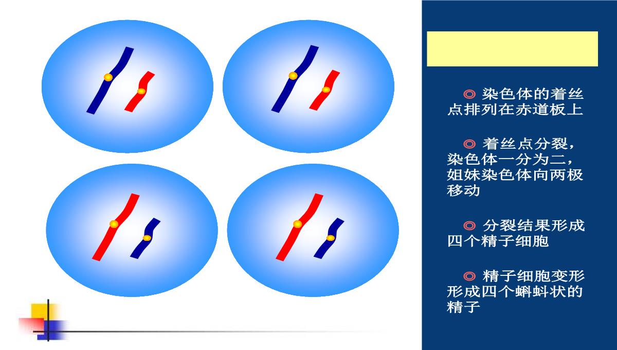 减数分裂和受精作用PPT模板_135