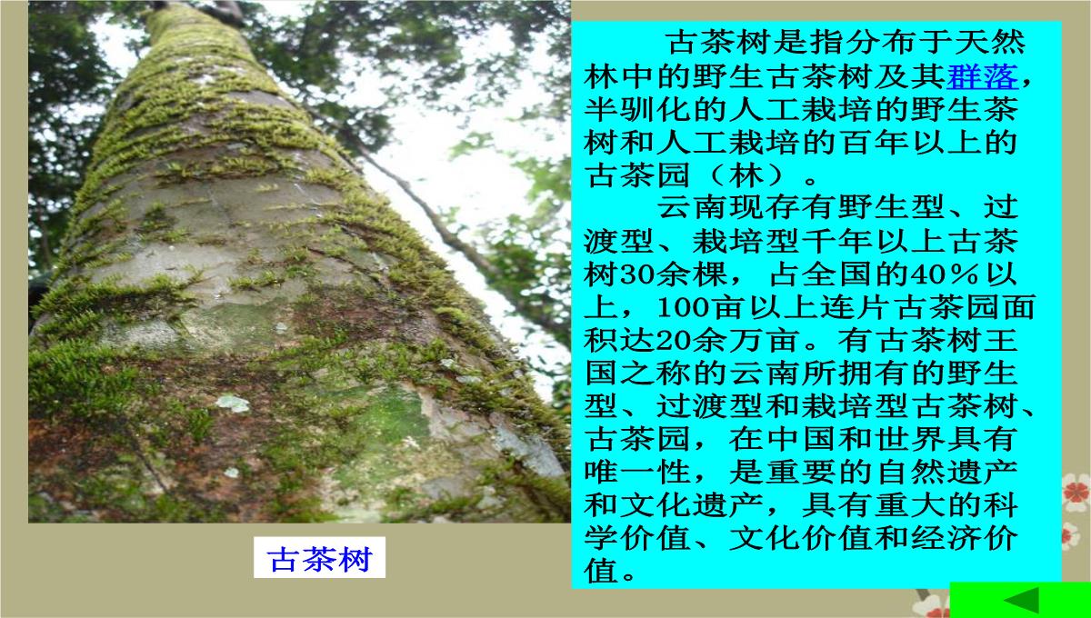 吉林省双辽市向阳乡中学八年级地理下册-第七章-第二节《西南边陲的特色旅游区—西双版纳》课件-新人教版PPT模板_23