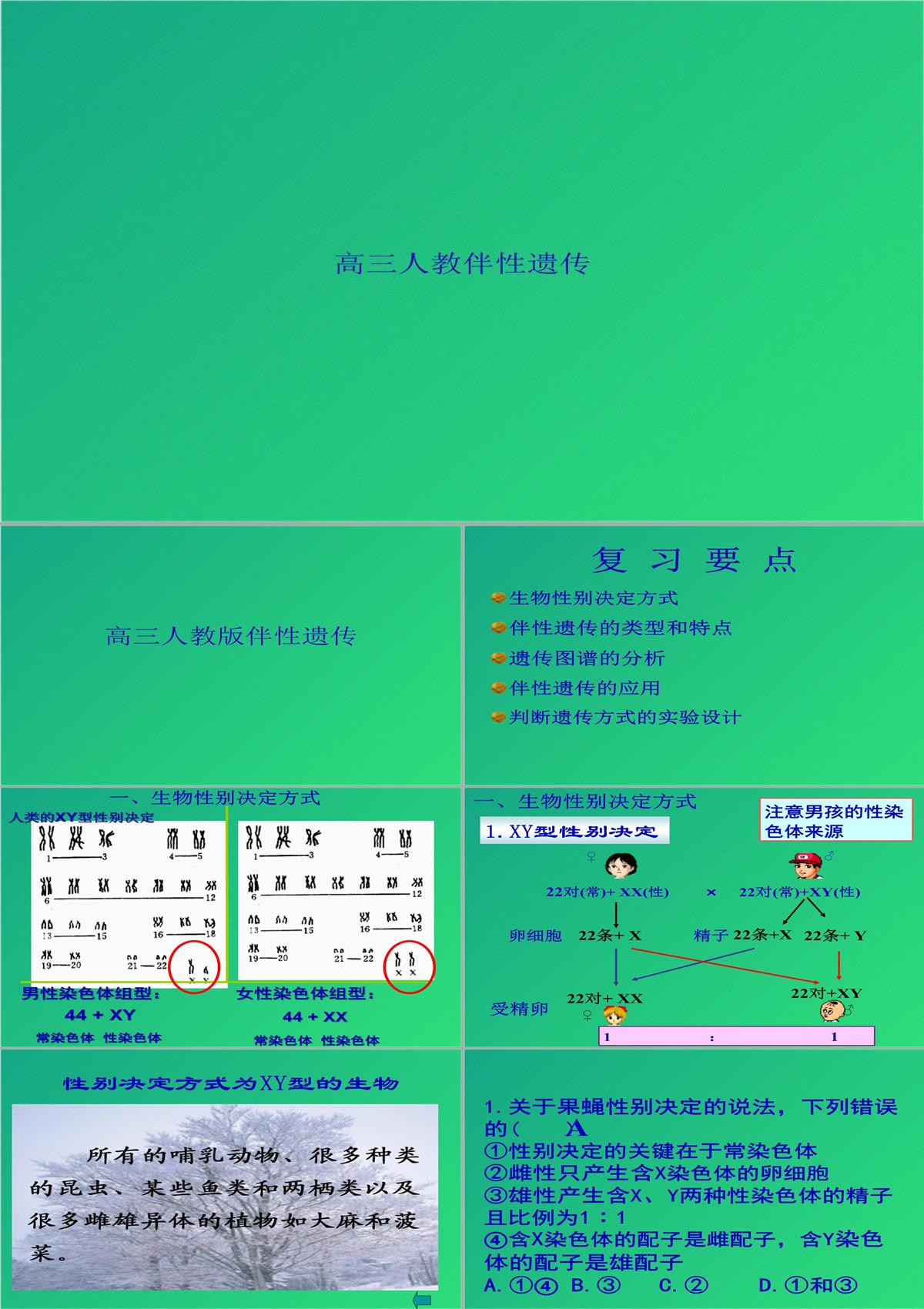 高三人教伴性遺傳(共47張PPT)PPT模板