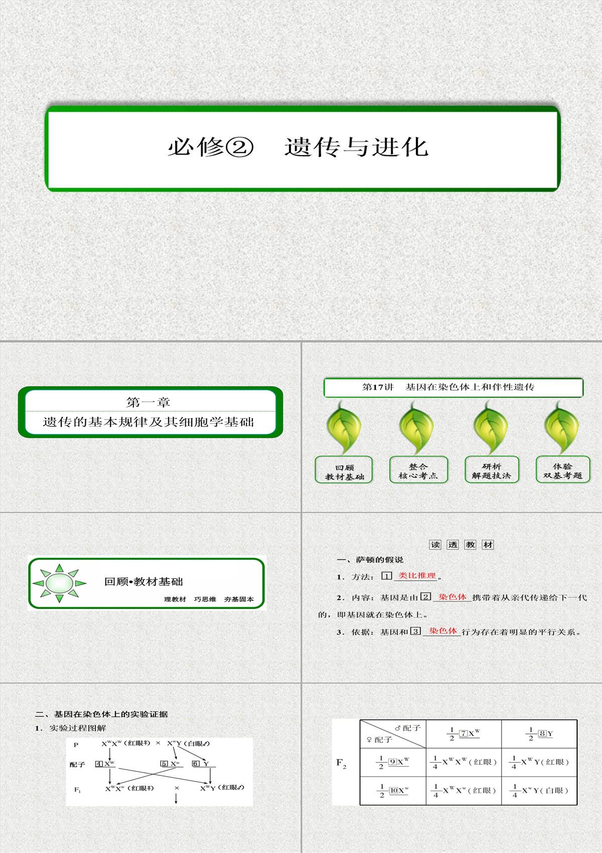 2015屆高考生物(人教版通用)總復習教學課件：第17講-基因在染色體上和伴性遺傳PPT模板