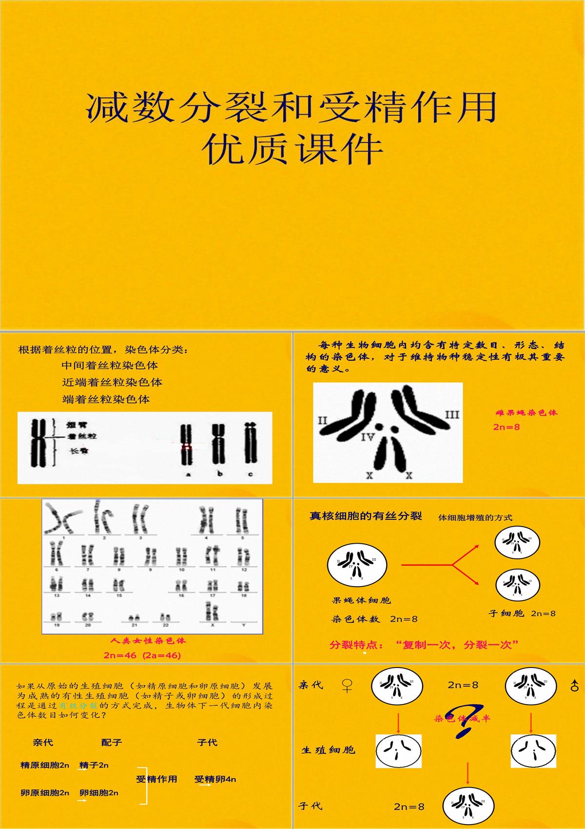 減數分裂和受精作用優質課件(共56張PPT)PPT模板