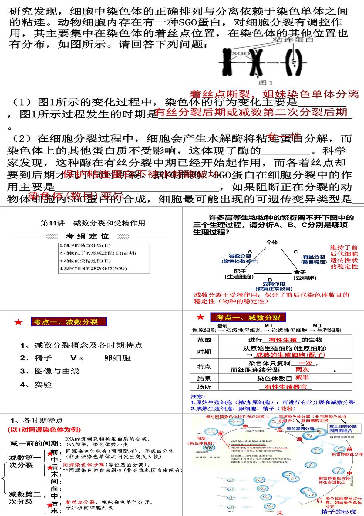 高三一轮复习生物课件：第11讲减数分裂和受精作用PPT模板