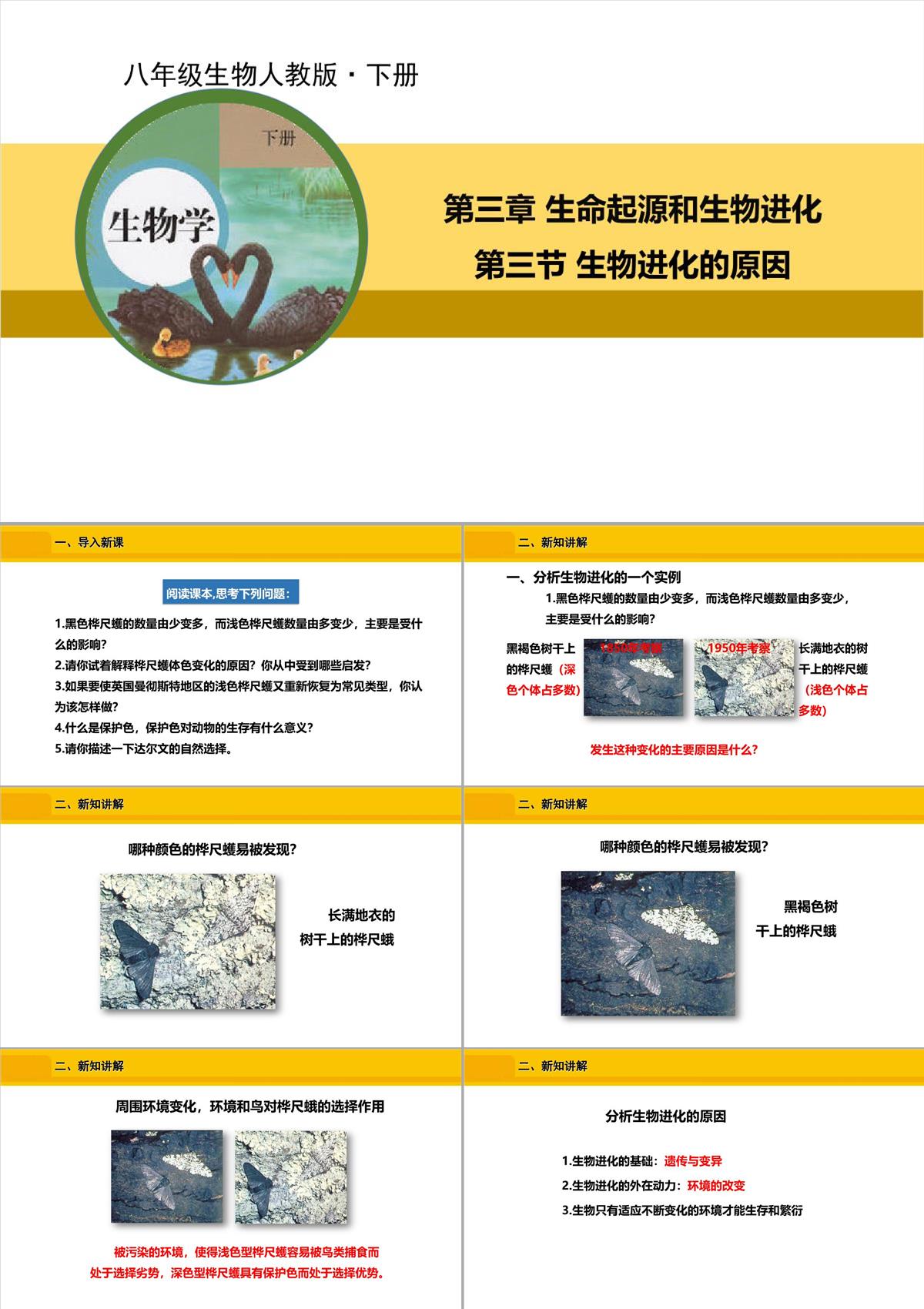 八年級生物下冊人教版生物進化的原因PPT模板