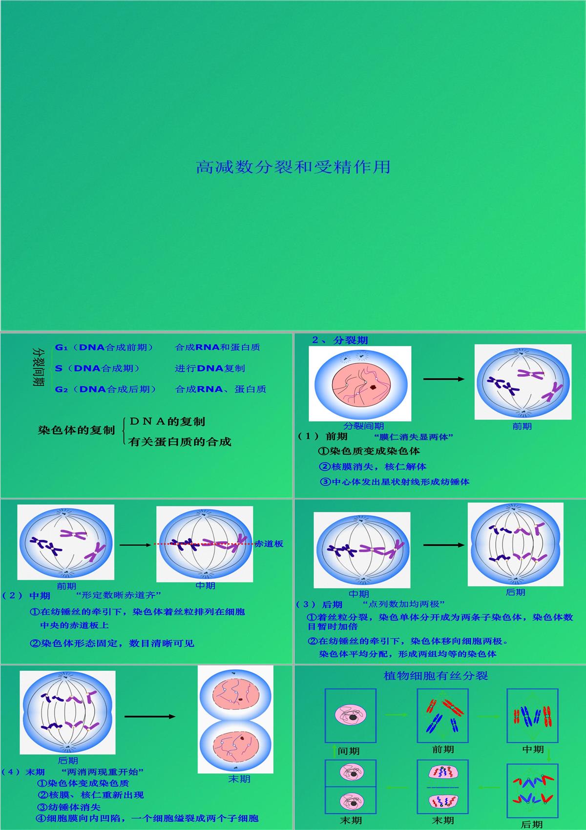 高減數分裂和受精作用(共69張PPT)PPT模板