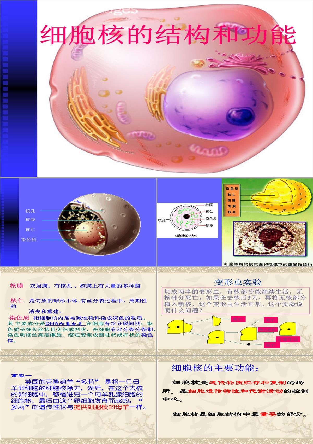 08年河南地区高二生物细胞核的结构和功能资料课件PPT模板